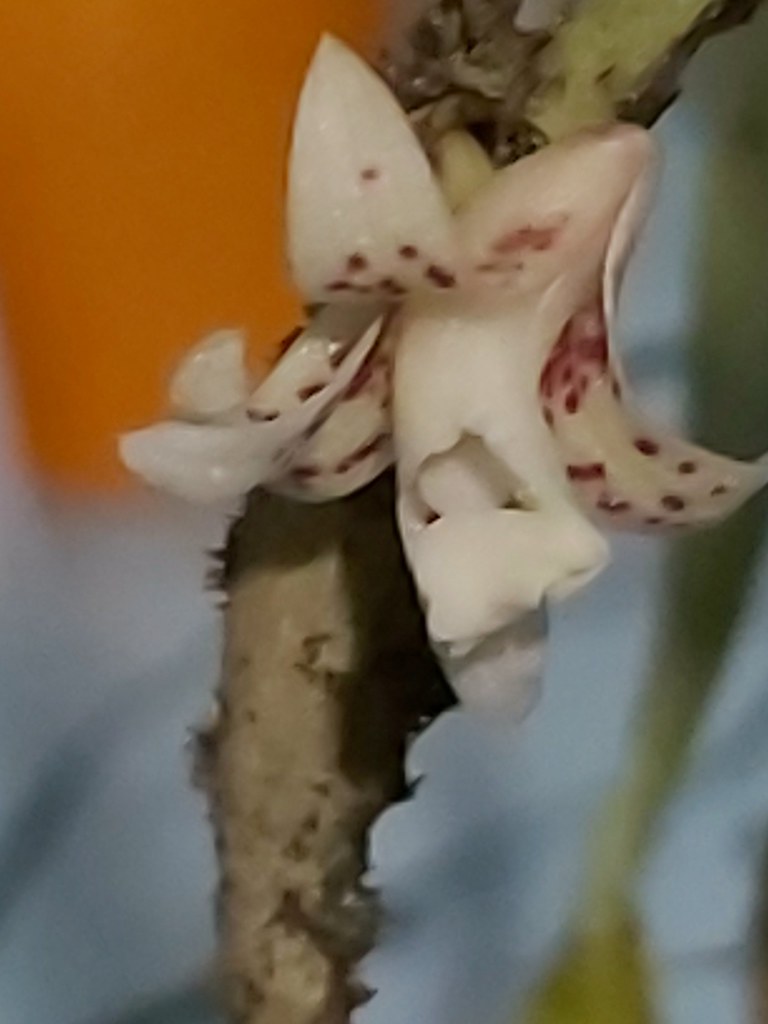 Dendrobium (ex-Flickingeria sp  Peut-être Flickingeria luxurians) 49106216447_941130d7fb_b