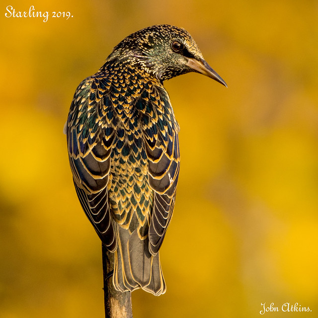 Starling backlit by the autumn glow ( 2 ) 19/11/19.