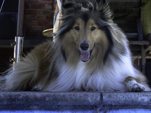 Beautiful Rough Coasted sable collie sitting by the swimming pool