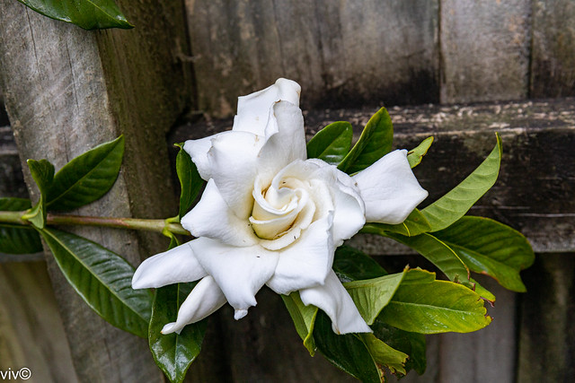 Beautiful fragrance and spiral white petals of Gardenia in our garden