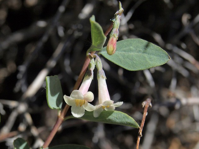desert snowberry, Symphoricarpos longiflorus