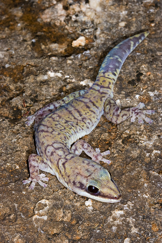 Northern Velvet Gecko, Oedura castelnaui, Australia