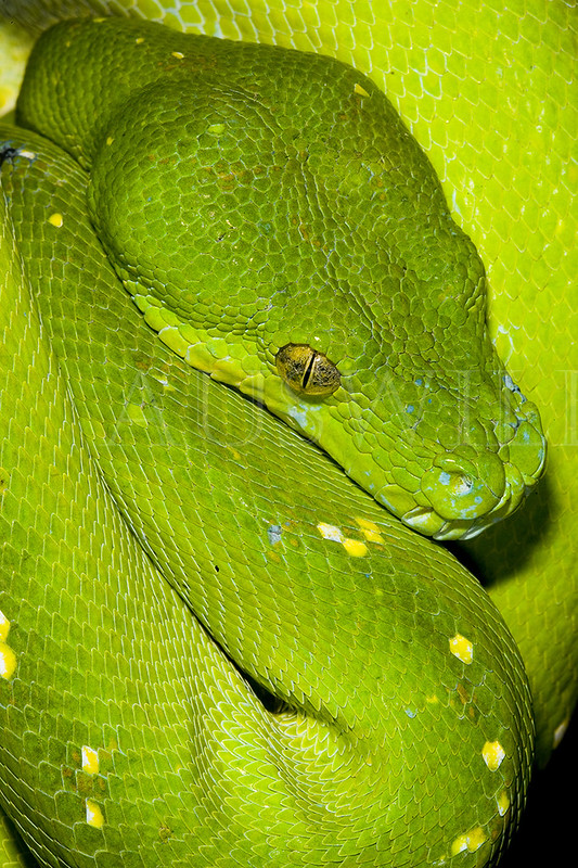 Green Python, Morelia viridis, Australia