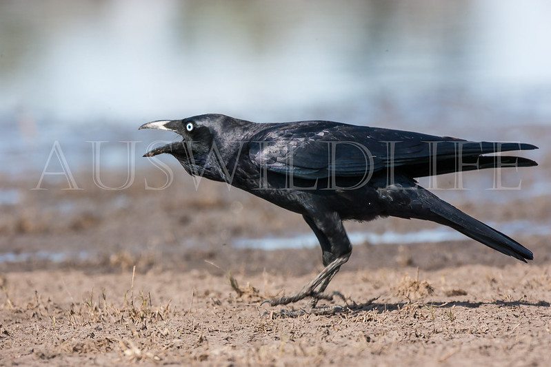Torresian Crow, Corvus orru, Australia
