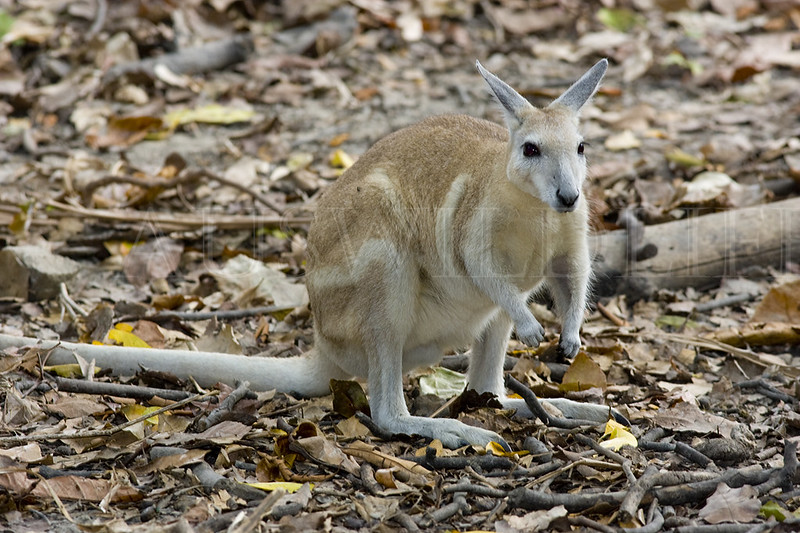 Northern Nailtail Wallaby, Onychogalea ungifera, Australia