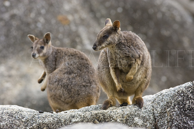 Mareeba Rock Wallaby, Petrogale mareeba , Australia