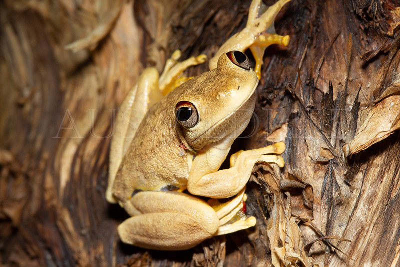 Northern Tree Frog (Litoria rothi)