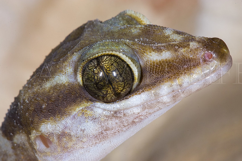 Ring-tailed Gecko, Crytodactylus louisiadensis, Australia