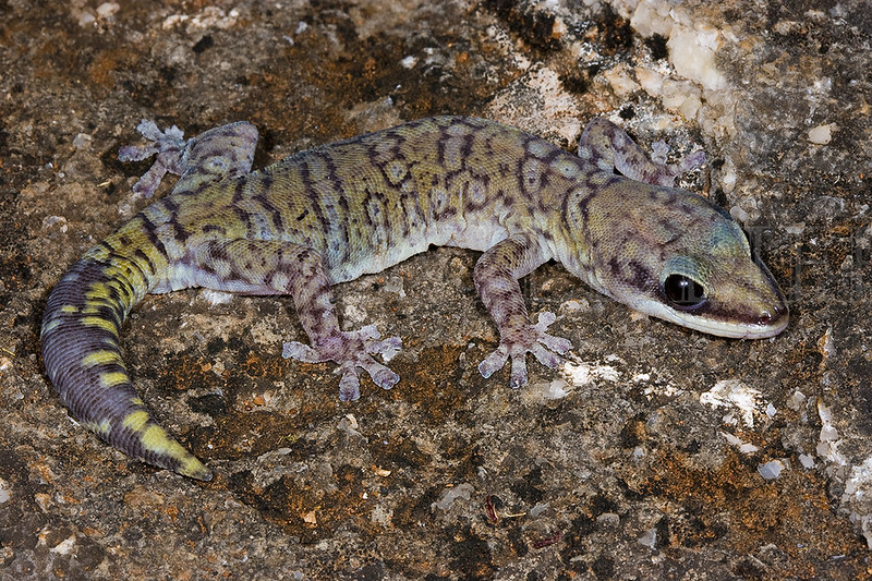 Northern Velvet Gecko, Oedura castelnaui, Australia