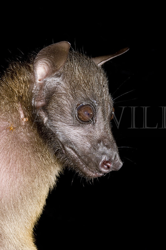 Bare-backed Fruit Bat, Dobsonia magna, Australia