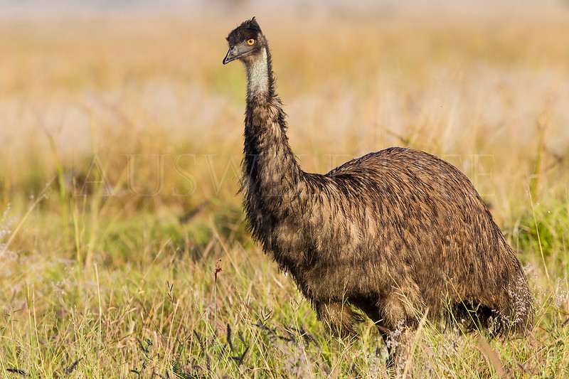 Emu, Dromaius novaehollandiae, Australia