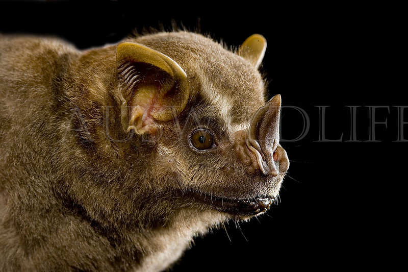 Neotropical Fruit Bat,  Artibeus intermedius, Mexico