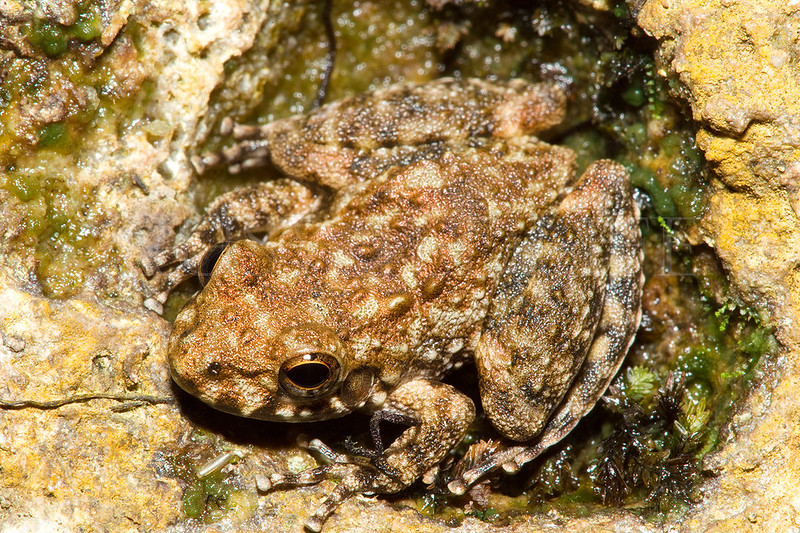 Rockhole Frog (Litoria meiriana)