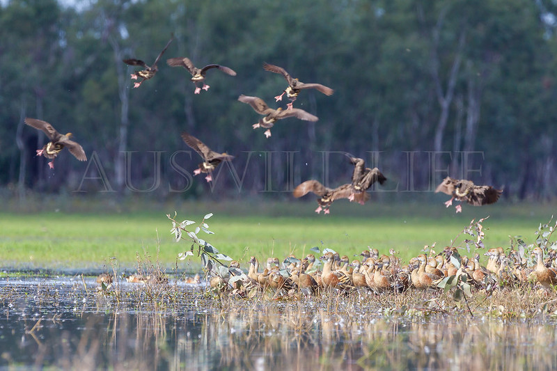 Plumed Whistling Ducks, Dendrocygna eytoni, Australia