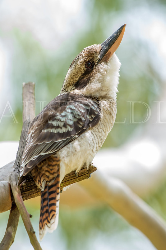 Laughing Kookaburra, Dacelo novaeguinneae