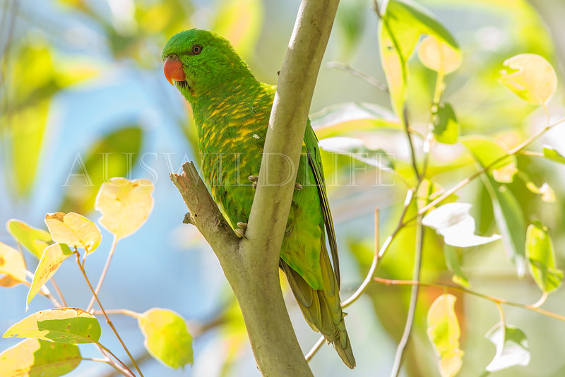 Scaly-breasted Lorikeet, Trichoglossus chlorolepidotus