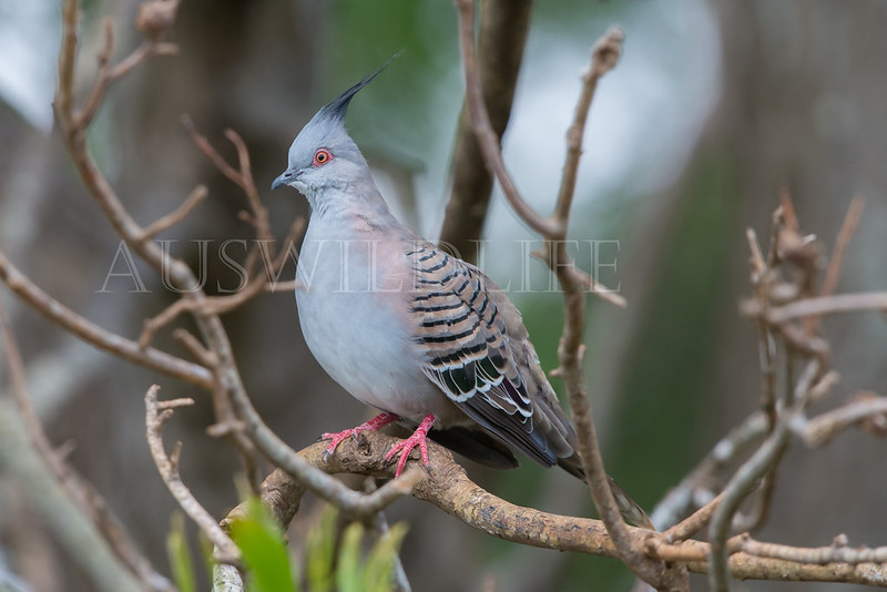 Crested Pigeon, Ocyphaps lophotes