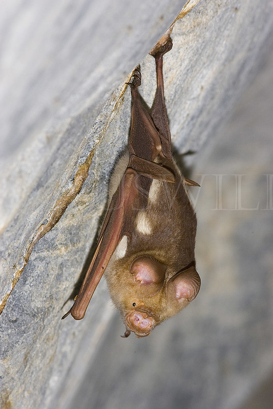 Diadem Horseshoe Bat, Hipposideros diadema, Australia