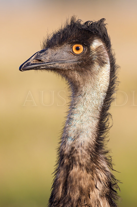 Emu, Dromaius novaehollandiae, Australia