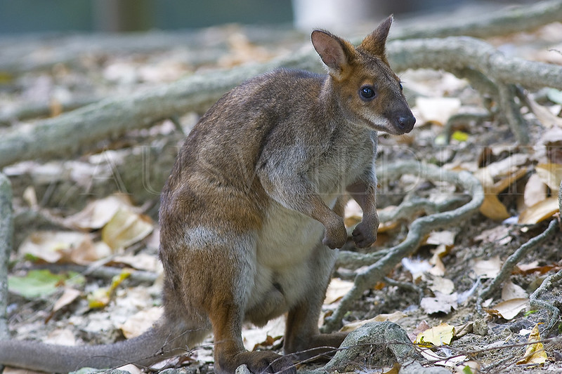 Red-legged Pademelon, Thylogale stigmatica, Australia