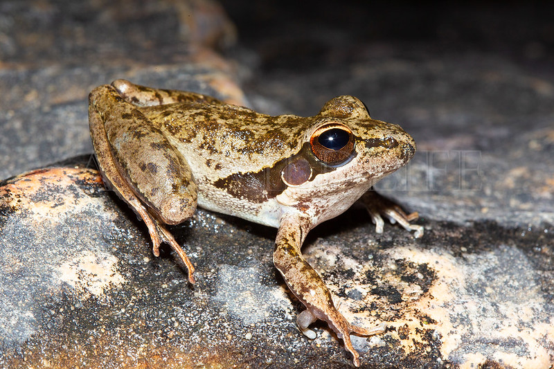 Wotjulum Frog (Litoria wotjulumensis)