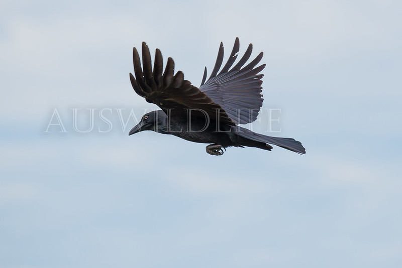 Australian Raven, Corvus coronoides