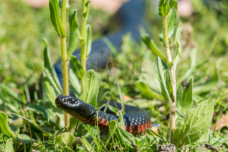 Red-bellied Black Snake, Pseudechis porphyriacus