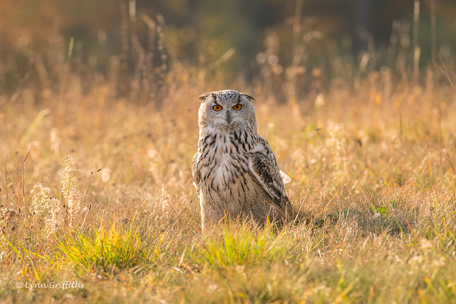 Siberian Steppe Eagle Owl D85_6171.jpg