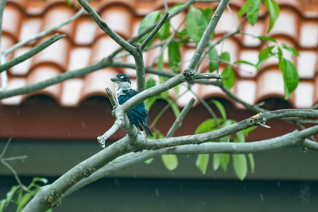Kingfisher, ruffled in the rain