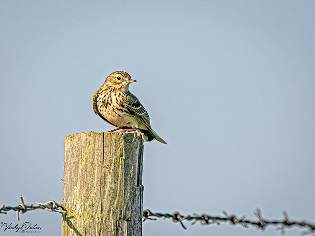 🇬🇧 Meadow pipit BC 9337 Apr 19