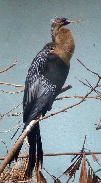 Anhinga anhinga (31-7-19 Bronx zoo)