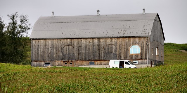 Long barn amid corn fields - North Dumphries, Waterloo Region, Ontario..
