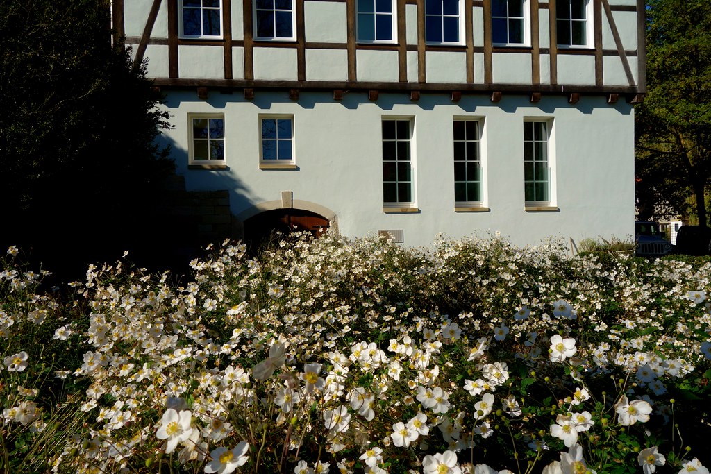 GERMANY Siebenmühlental,  Schlechtenmühle  im Blütenmeer,  76831/12132