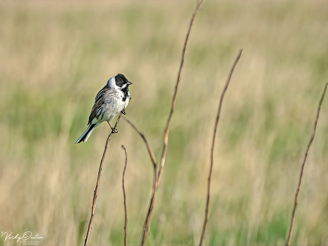🇬🇧 Reed bunting BC 9384 Apr 19