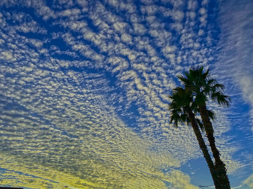palmtrees palm trees suncitywest arizona sky sunset clouds color