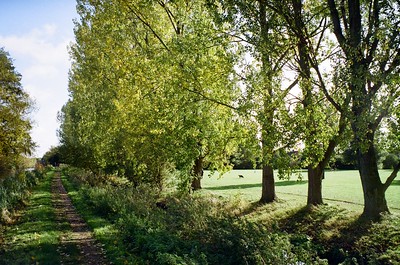 Clear Light and Green