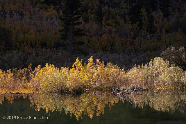 Sunlight Hitting The Fall Leaves Of Willow Bushes Along A Lundy Canyon Pond
