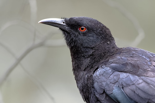 White-winged Chough 2019-11-22 (7D_182A2362)