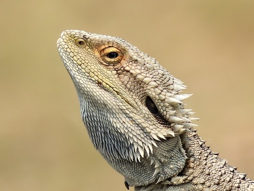 Australian Bearded Dragon : Queensland
