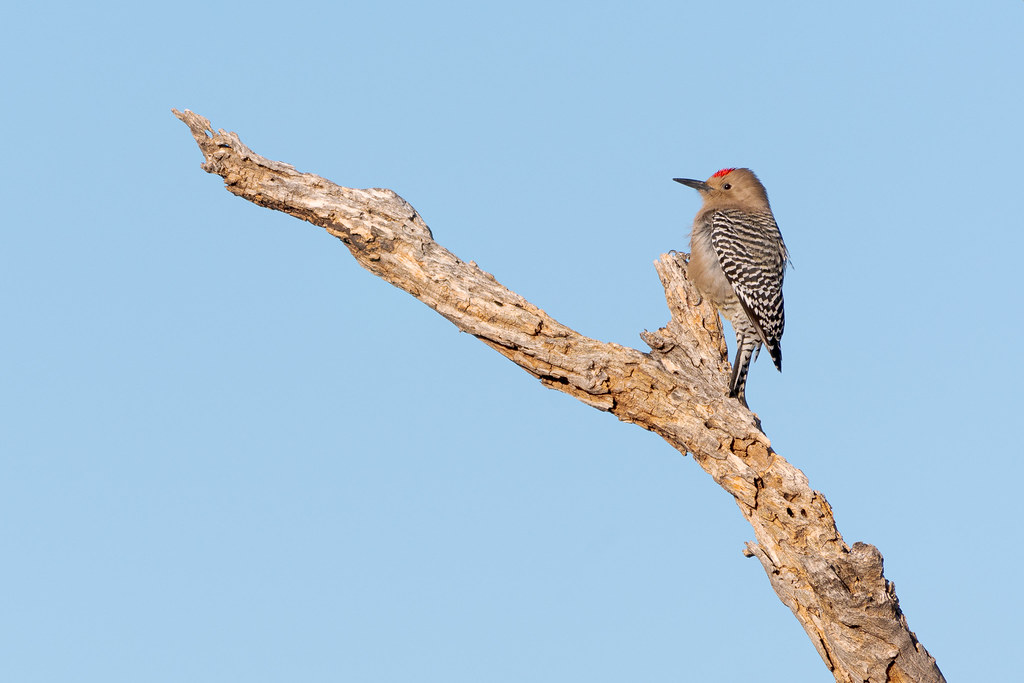 A male Gila woodpecker perches on a dead tree branch near the Latigo Trail in McDowell Sonoran Preserve in Scottsdale, Arizona in November 2019
