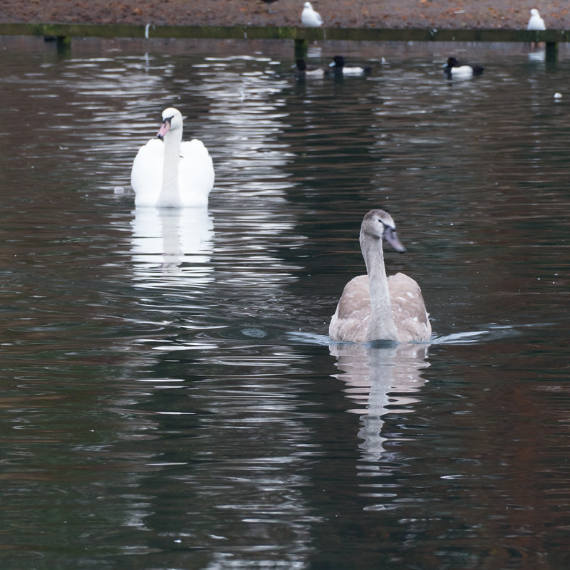 Swan, full-sized cygnet, West Park