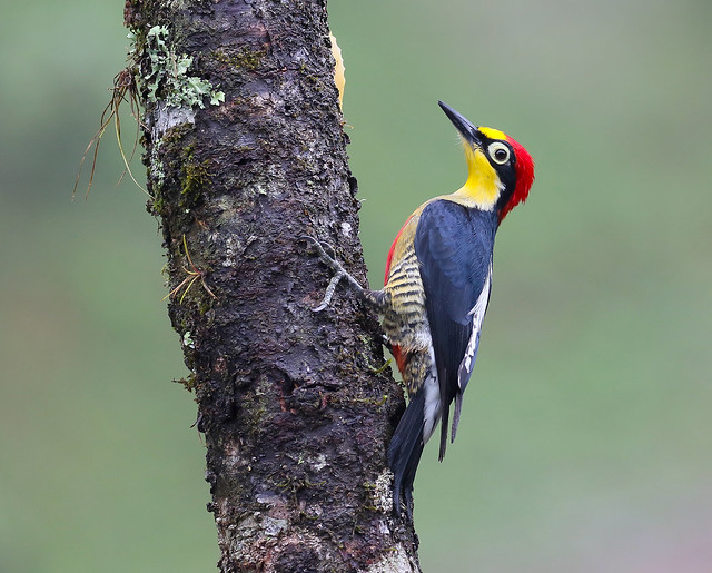 Benedito-de-testa-amarela / Yellow-fronted Woodpecker