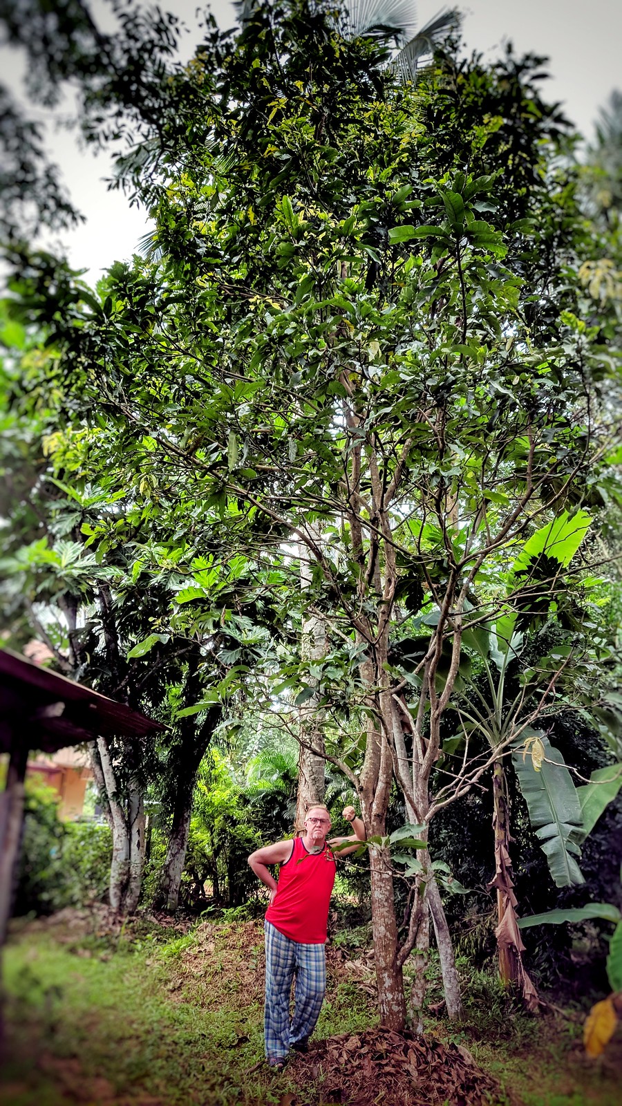 My Mango Tree - Nov 2019