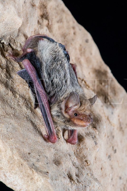 Kimberley Cave Bat (Vespadelus douglasorum)