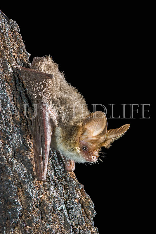 Gould's Long-eared Bat (Nyctophilus gouldii)