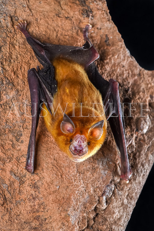 Orange Leaf-nosed Bat (Rhinonicteris aurantia)