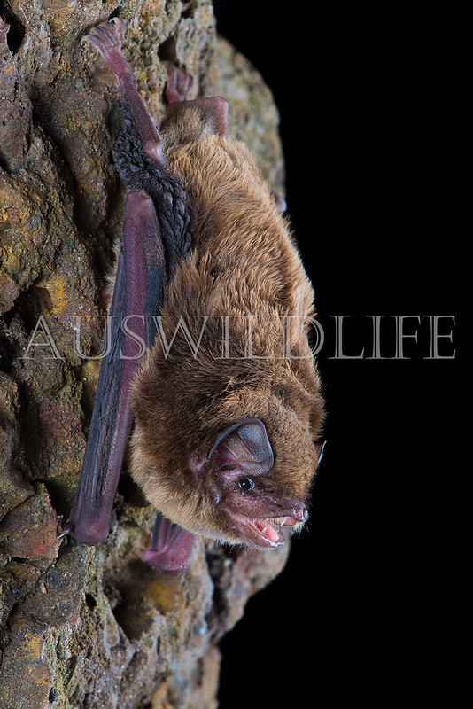 Northern Bentwing Bat (Miniopterus orianae orianae)
