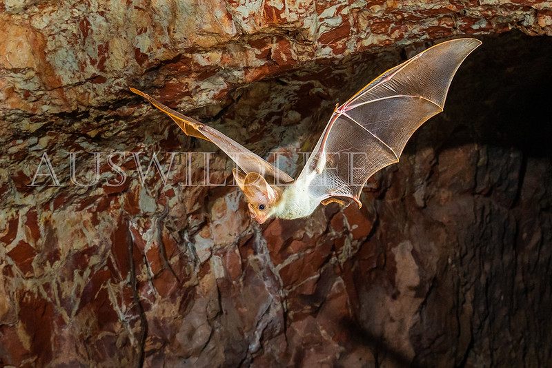 Ghost Bat  (Macroderma gigas)