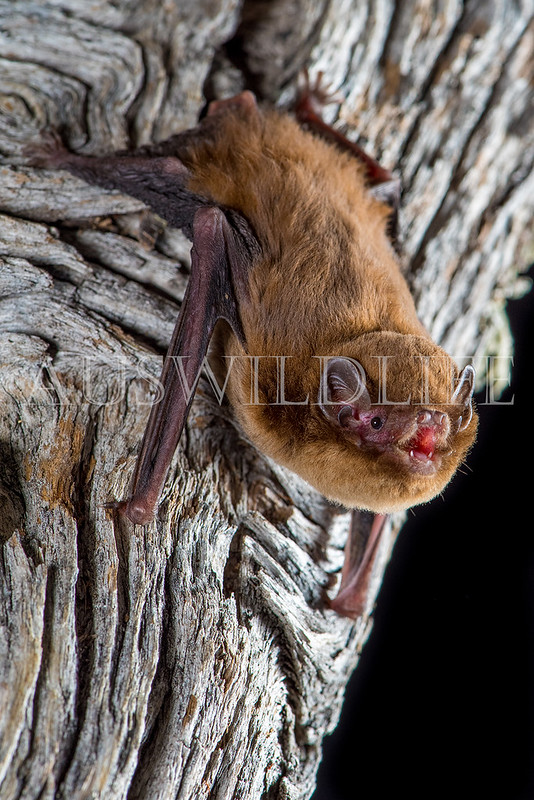 Chocolate Wattled Bat (Chalinolobus morio)