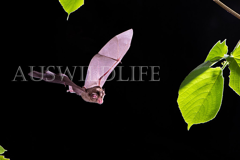 Eastern Horseshoe Bat (Rhinolophus megaphyllus)